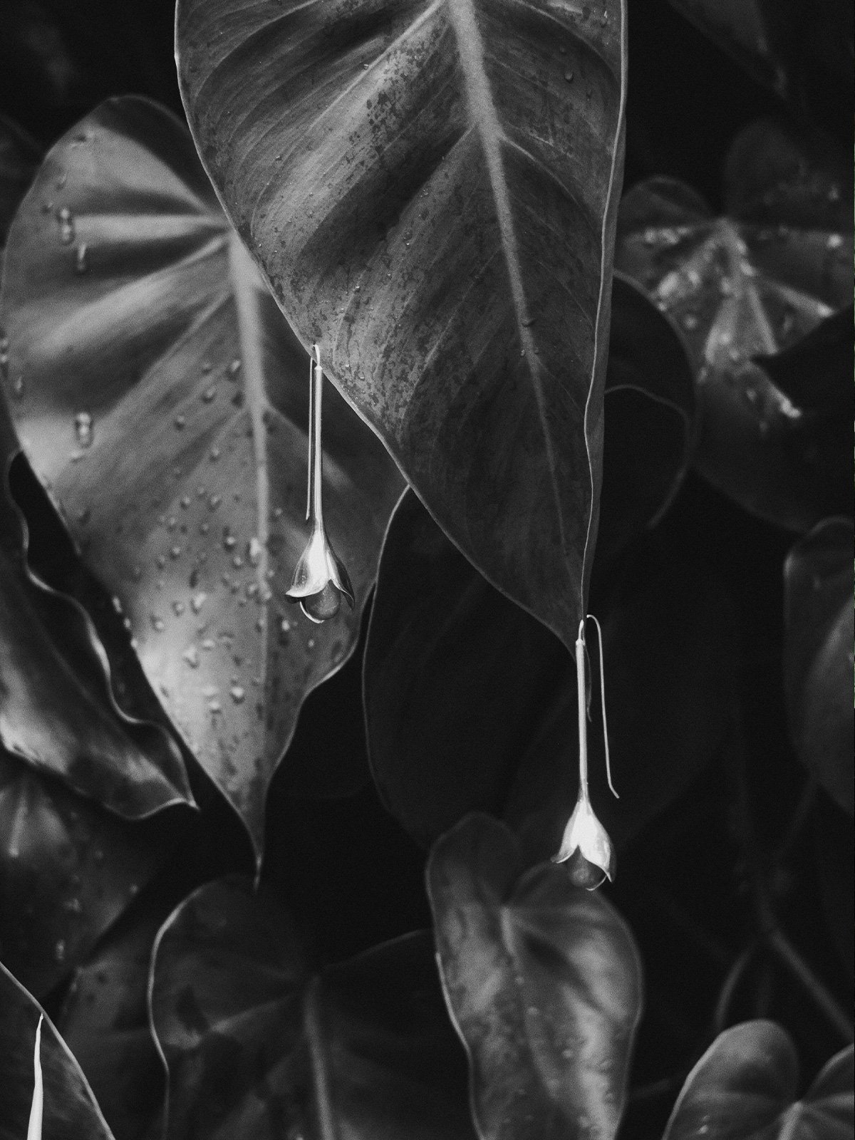Angel Trumpet Earrings Carnelian