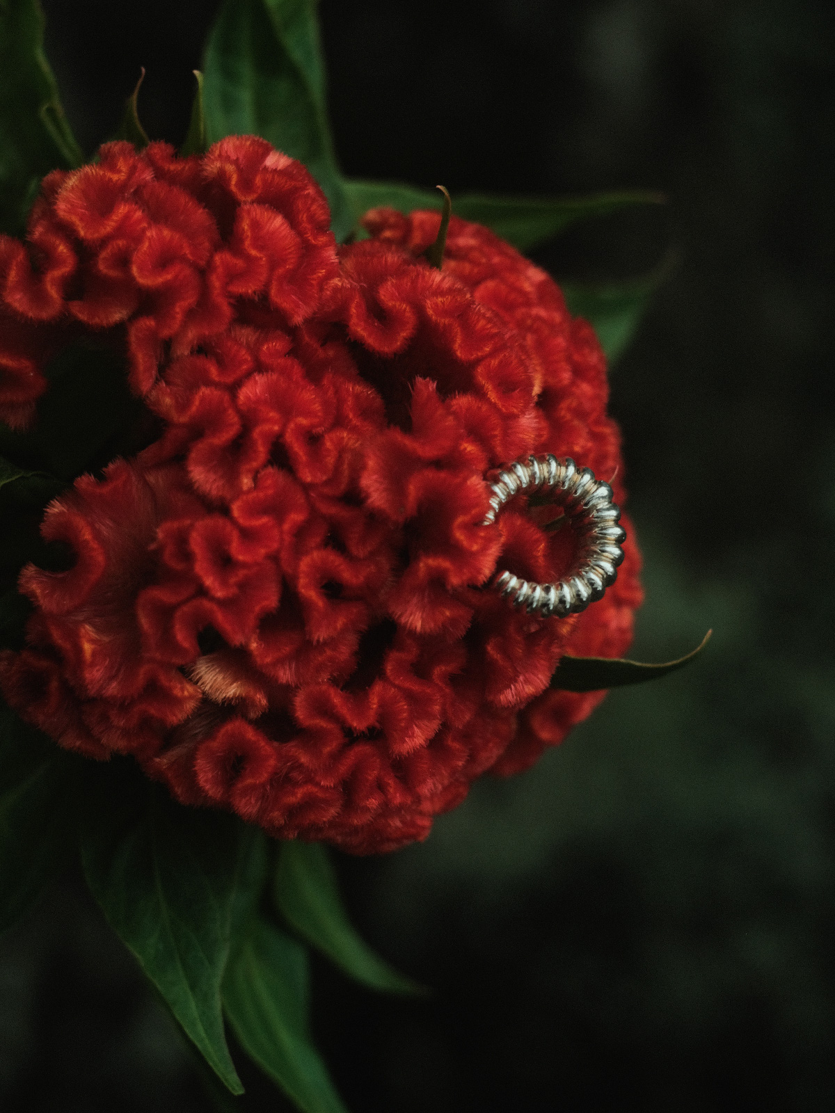 Lagarta Earcuff